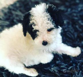 Maschietti Barboncino teacup