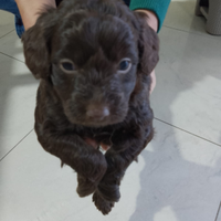 Lagotto romagnoli