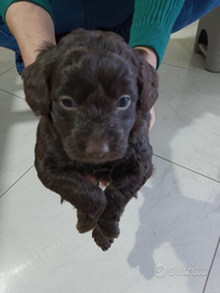 Lagotto romagnoli