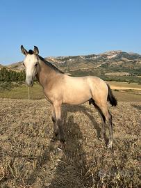 Puledro Iberico Buckskin