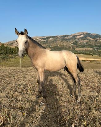 Puledro Iberico Buckskin