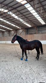 Cavallo lipizzano castrone anni 6