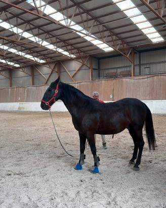 Cavallo lipizzano castrone anni 6