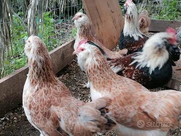 Galline favorelles nana