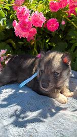 Siberian husky con pedigree ENCI
