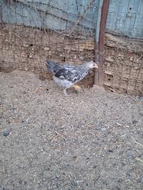 Galline pulcinotti