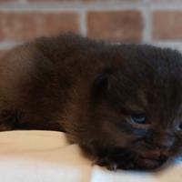 British Shorthair (simile) Maschio Chocolate