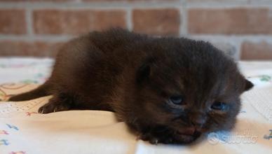 British Shorthair (simile) Maschio Chocolate