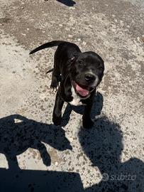 Cucciole femmine bandog