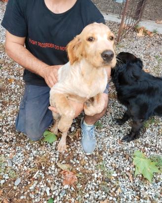 Incrocio Breton setter