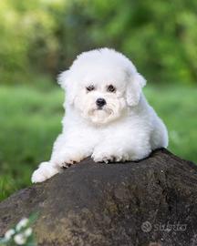 Bichon à poil frisé