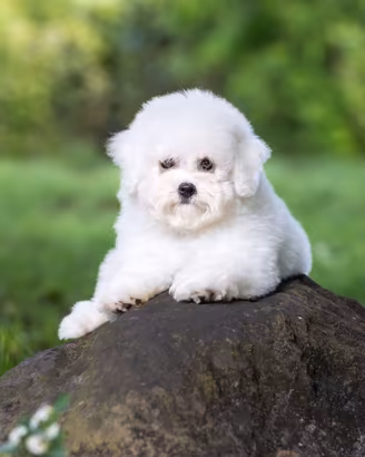 Bichon à poil frisé