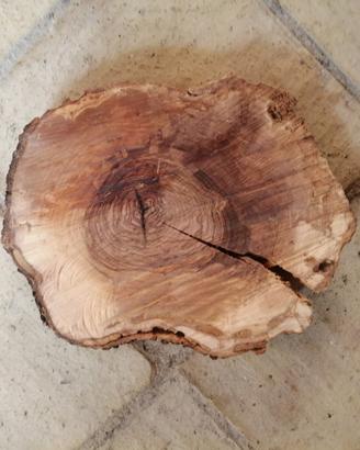 fetta di legno d'ulivo 