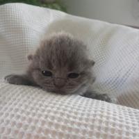 Cucciola british shorthair
