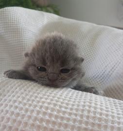 Cucciola british shorthair