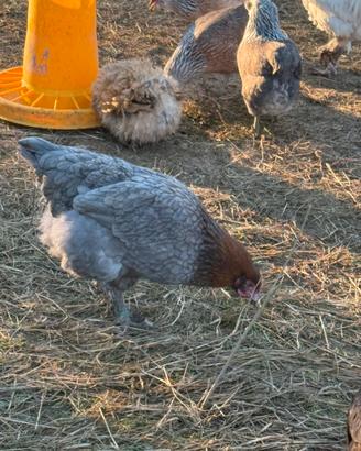 Marans è Araucana