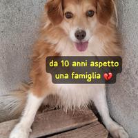 VOLPI 10 ANNI 13/14 kg