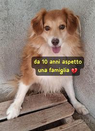 VOLPI 10 ANNI 13/14 kg