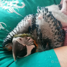 Ara ararauna allevate a mano