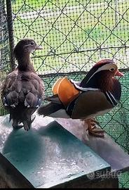 Coppia anatre mandarine