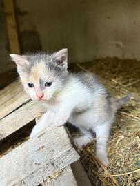 Gattina Bianca