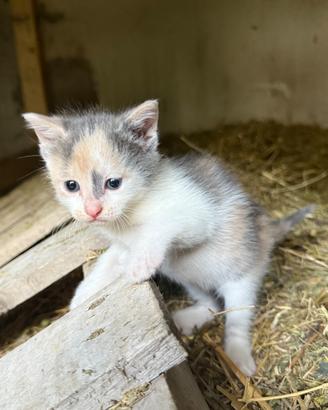 Gattina Bianca