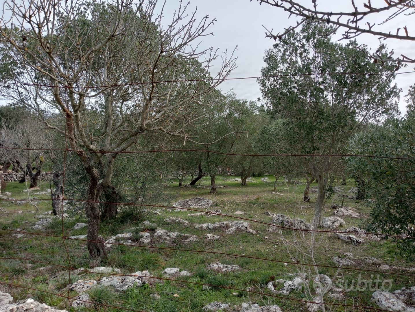Terreno rustico in agro di Martina Franca - Vista 2