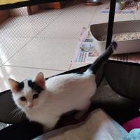 Jasmine gattina 3 mesi