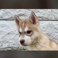 Cuccioli Husky