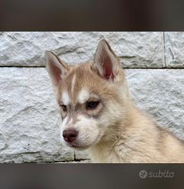 Cuccioli Husky