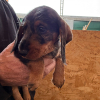 Bassotti nani a pelo duro