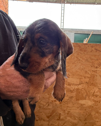 Bassotti nani a pelo duro