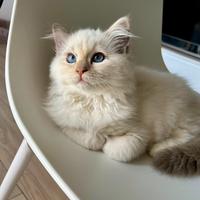 Cucciola Ragdoll