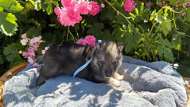 Siberian Husky con pedigree enci