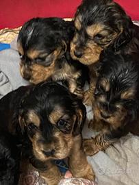 Cuccioli di cocker spaniel inglesi