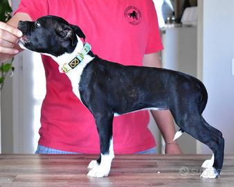 Staffordshire Bull Terrier (Staffy)