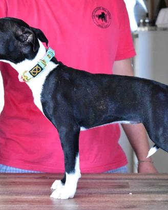 Staffordshire Bull Terrier (Staffy)