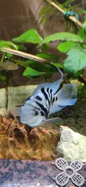 pesce blue parrot