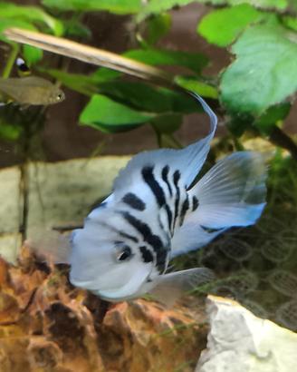 pesce blue parrot