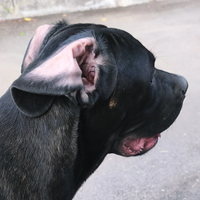 Cuccioli Cane Corso Nero Total
