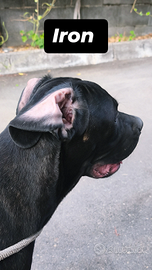 Cuccioli Cane Corso Nero Total