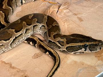 Pitone africano delle rocce (pyton sebae)