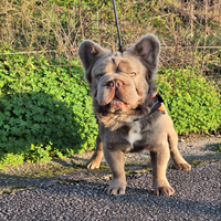 Stallone/Monta BIG Rope Fluffyl4 b/b co/co Bull.Fr