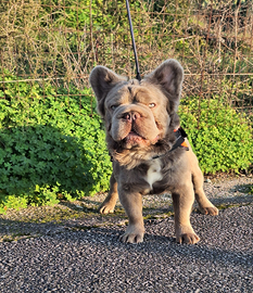 Stallone/Monta BIG Rope Fluffyl4 b/b co/co Bull.Fr