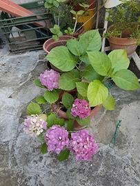 Piante di vario genere