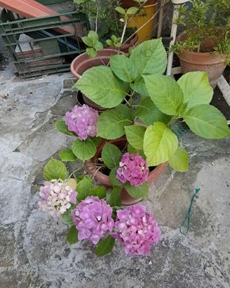 Piante di vario genere
