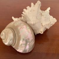 Conchiglie decorative-arredamento-fai da te