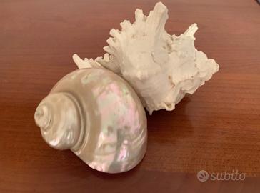 Conchiglie decorative-arredamento-fai da te