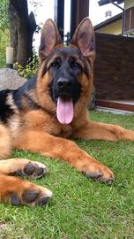 Cuccioli dipastore tedesco selezionati