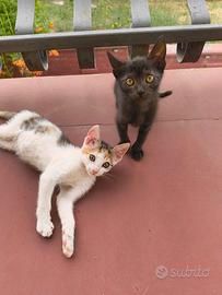 Due dolcissimi gattini salvati (adozione)